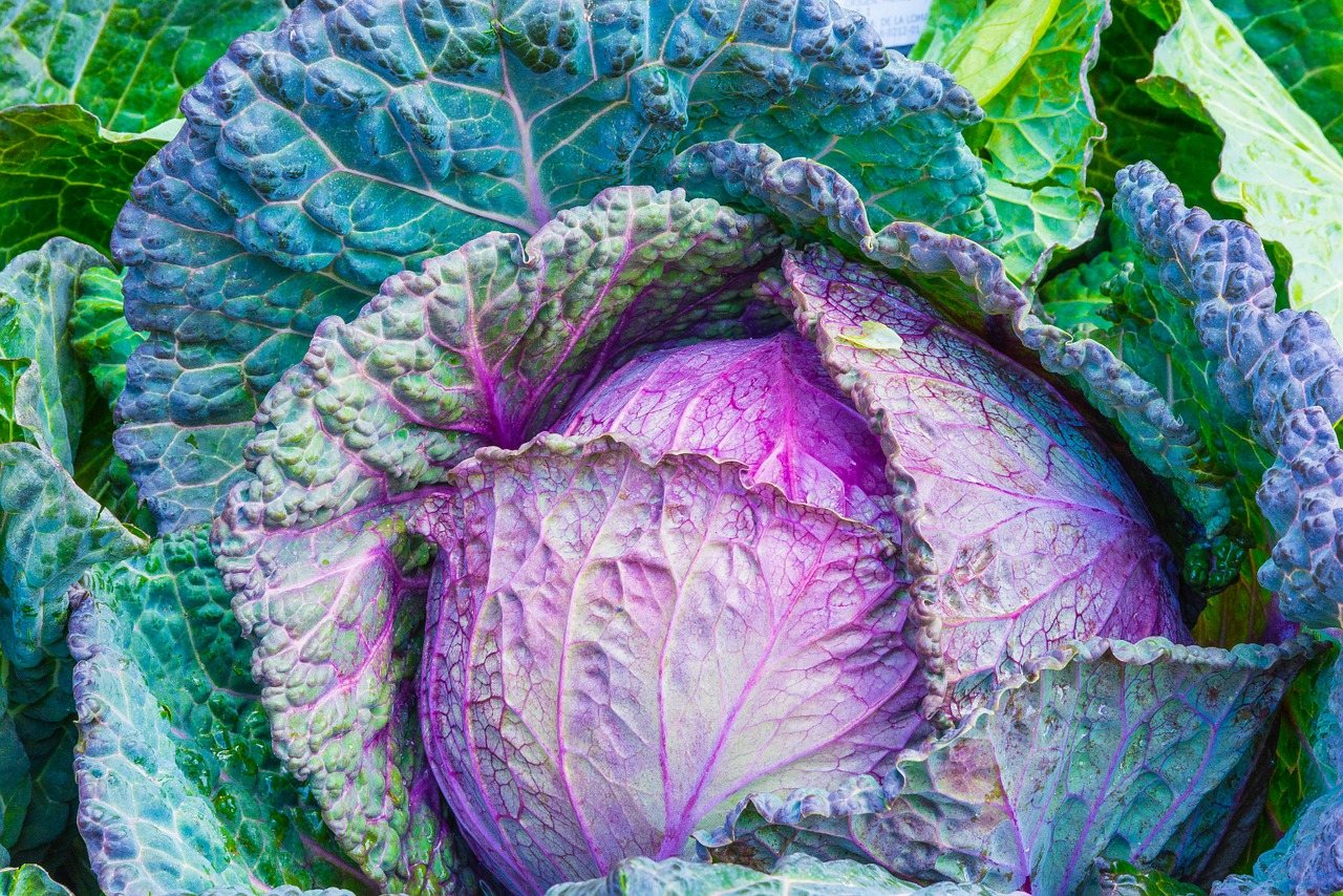 Czysta 15 – te warzywa i owoce kupuj bez obaw o skażenie pestycydami