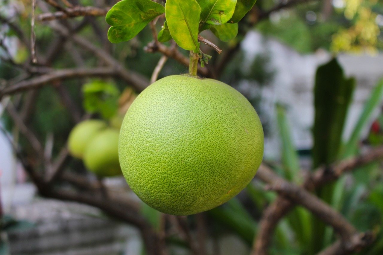 3. Pomelo na zdrowie