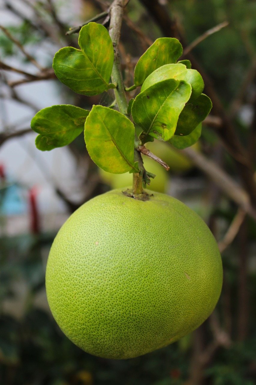 4. Pomelo - kalorie na dietę