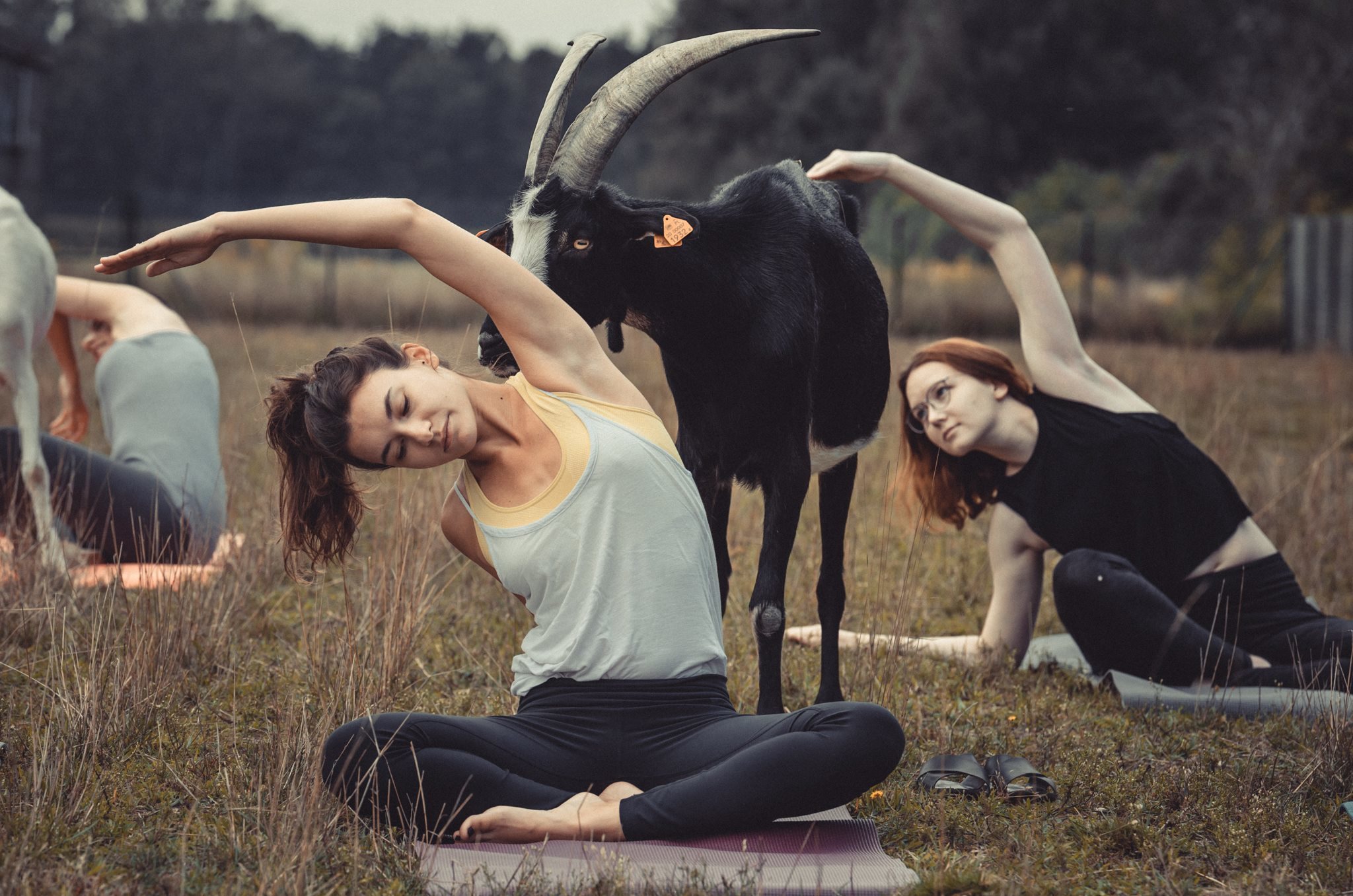 Joga z kozami w Korabiewicach. Pierwszy taki trening w Polsce